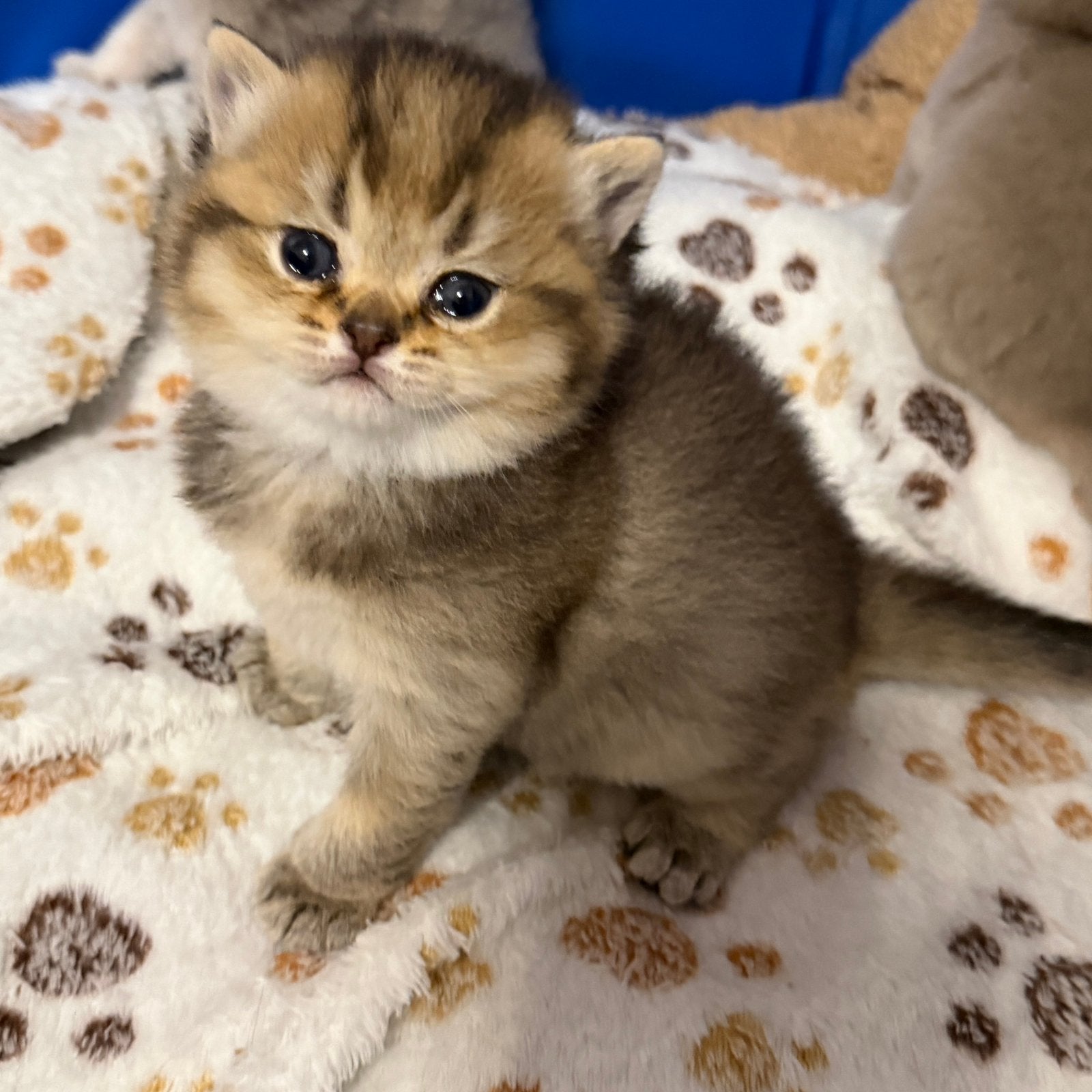 Prachtige Brits korthaar kittens, Plusieurs animaux, Avec puce électronique, 0 à 2 ans