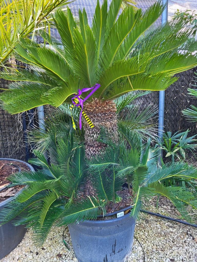 Cycas revoluta met 1m stam en kleintjes er rond., Ophalen