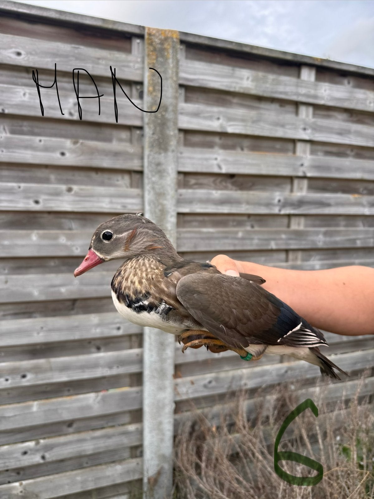 Mandarijn eenden, Dieren en Toebehoren, Meerdere dieren, Eend