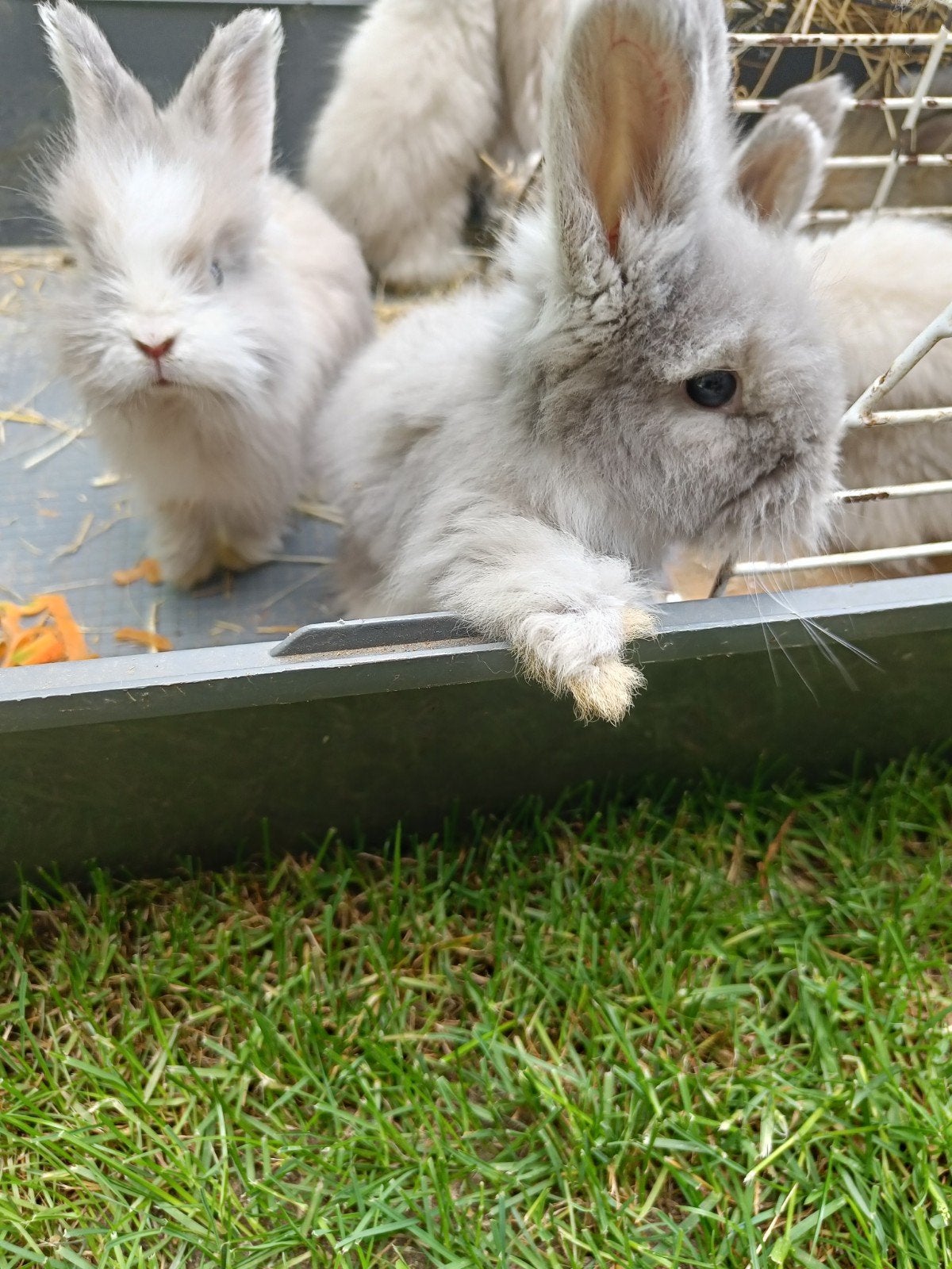 Engelse Angora konijntjes, Dieren en Toebehoren