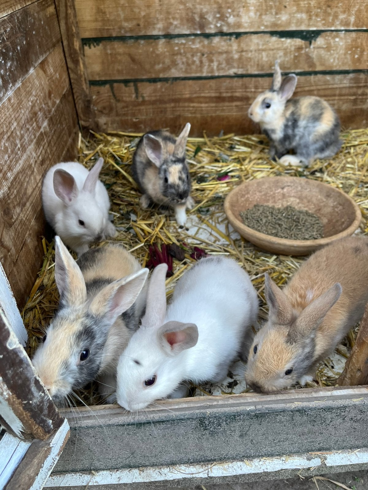 Jonge dwergkonijntjes, Dieren en Toebehoren