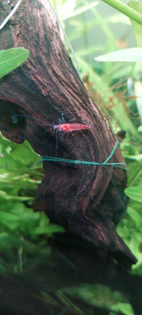 Crevettes Neocaridina rouges – Adultes – Eau du robinet, Enlèvement