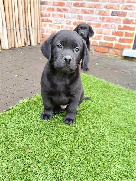 Puppy, Dieren en Toebehoren, België, HCC (leverziekte), Particulier, 8 tot 15 weken