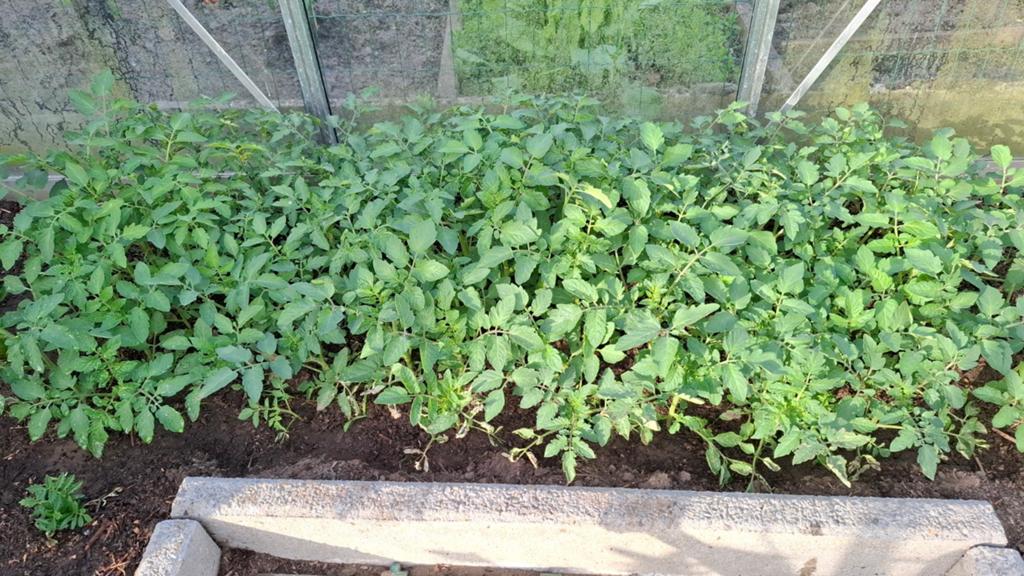 Gratis plantjes kerstomaatjes, Ophalen
