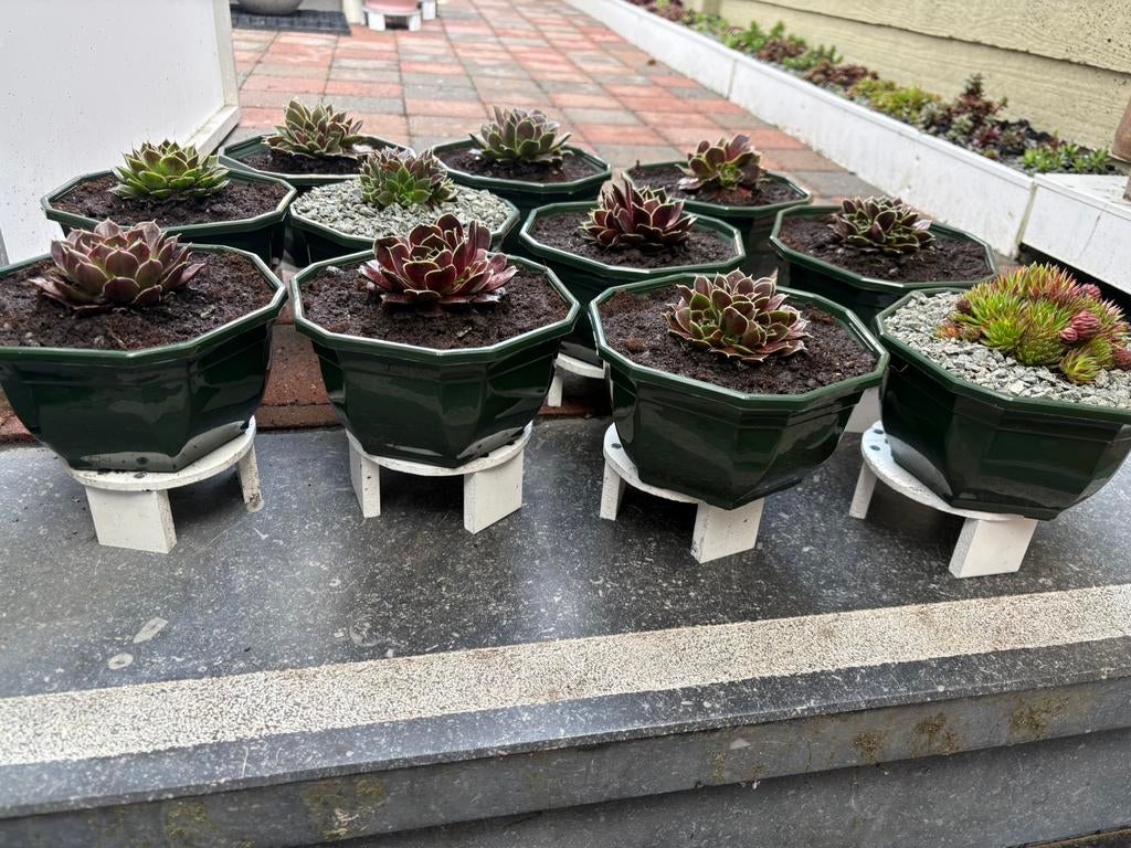 Schalen met Sempervivum en sieboldii, Ophalen