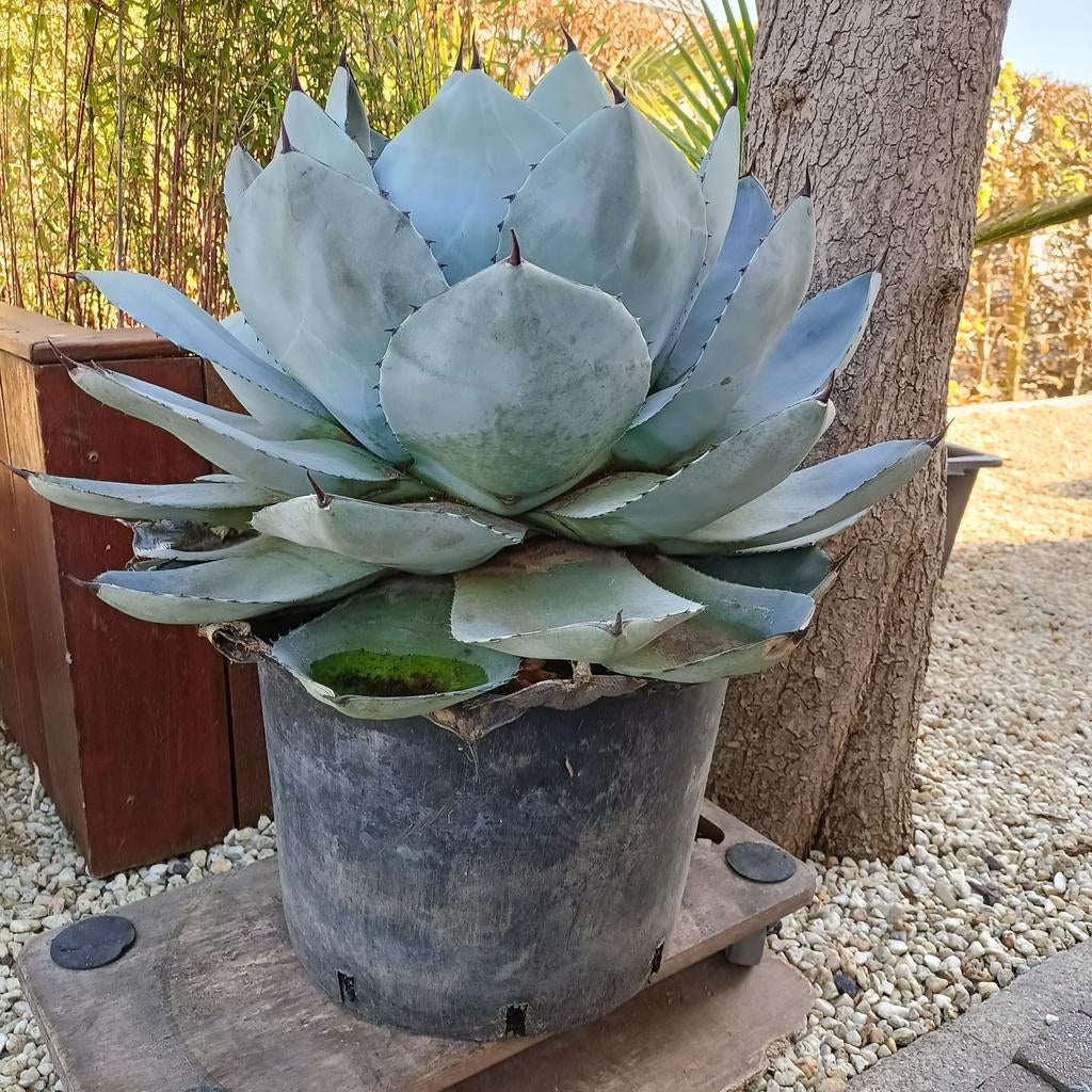 Agave Parryi, Ophalen