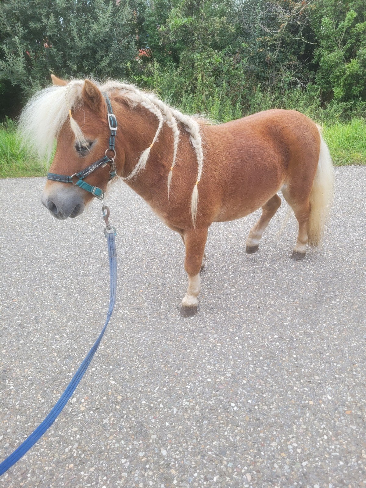 lieve pony zoekt huis, Enlèvement, Poney