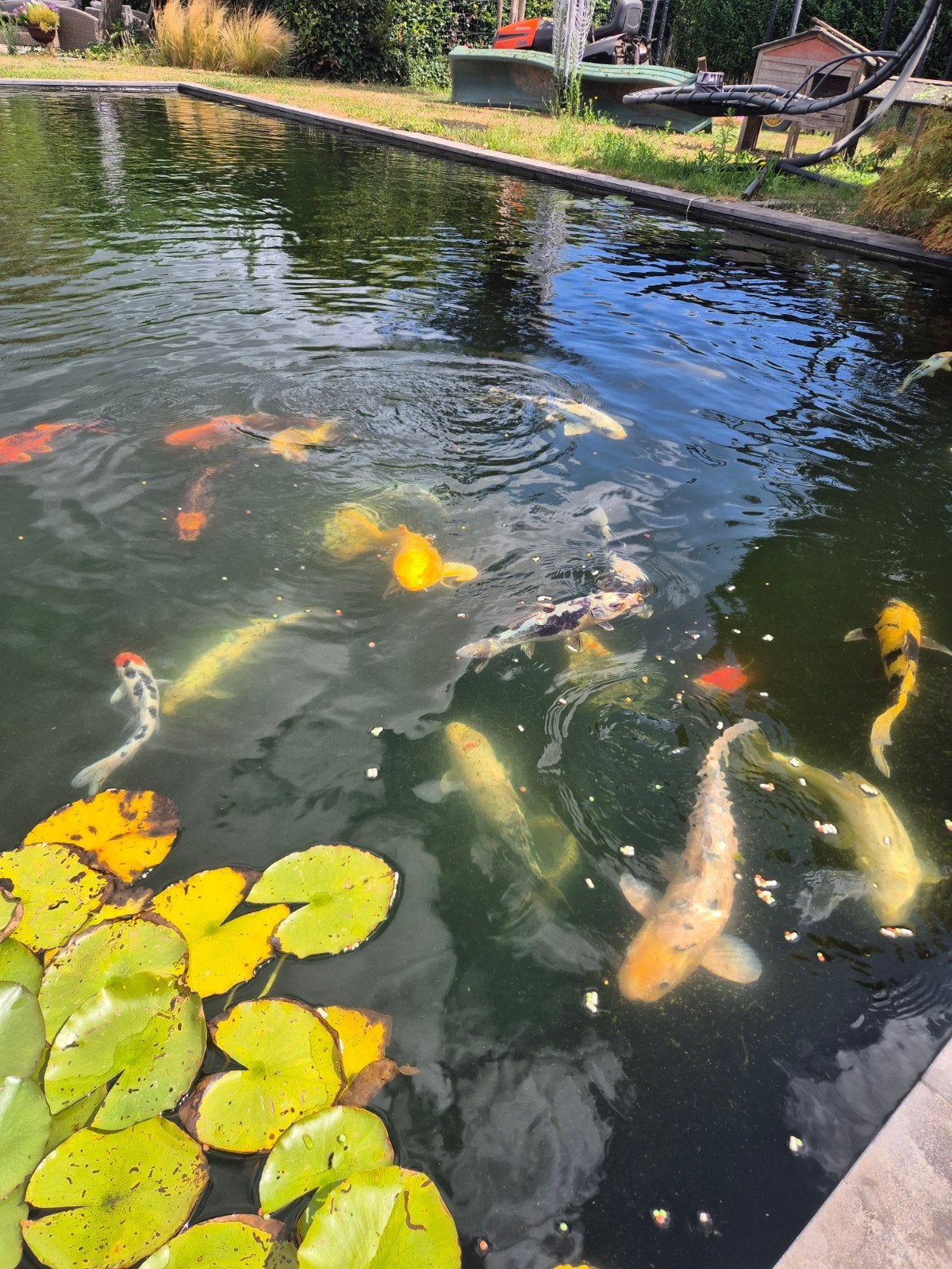 Japanse Koi uit te kiezen, Dieren en Toebehoren