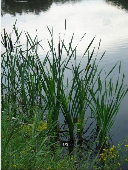 Roseaux de bassin ou cigares à roseau, Enlèvement, Comme neuf