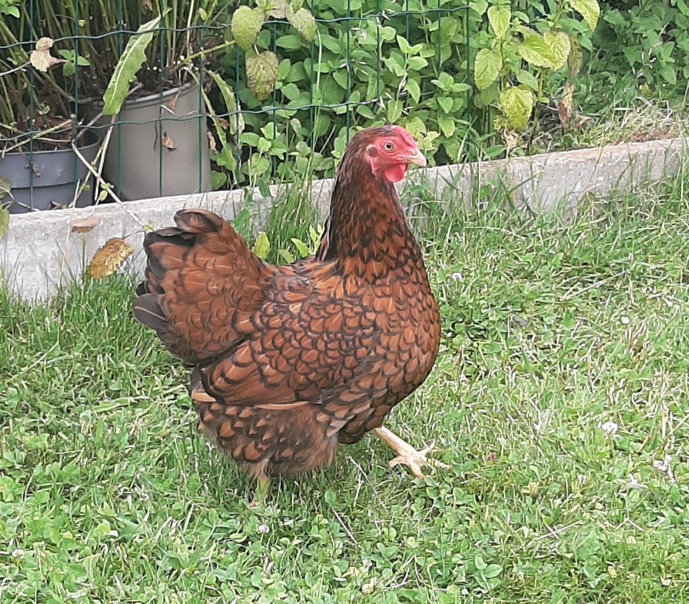 Wyandotte kriel, Dieren en Toebehoren, Pluimvee, Vrouwelijk, Kip