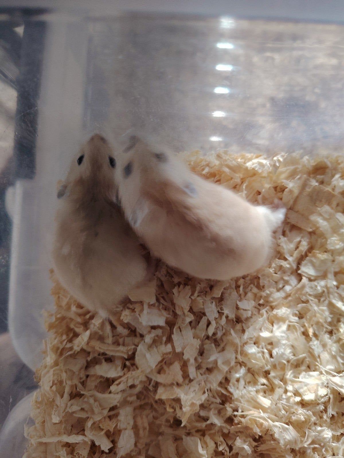 Hamsters nains apprivoisés, Mai