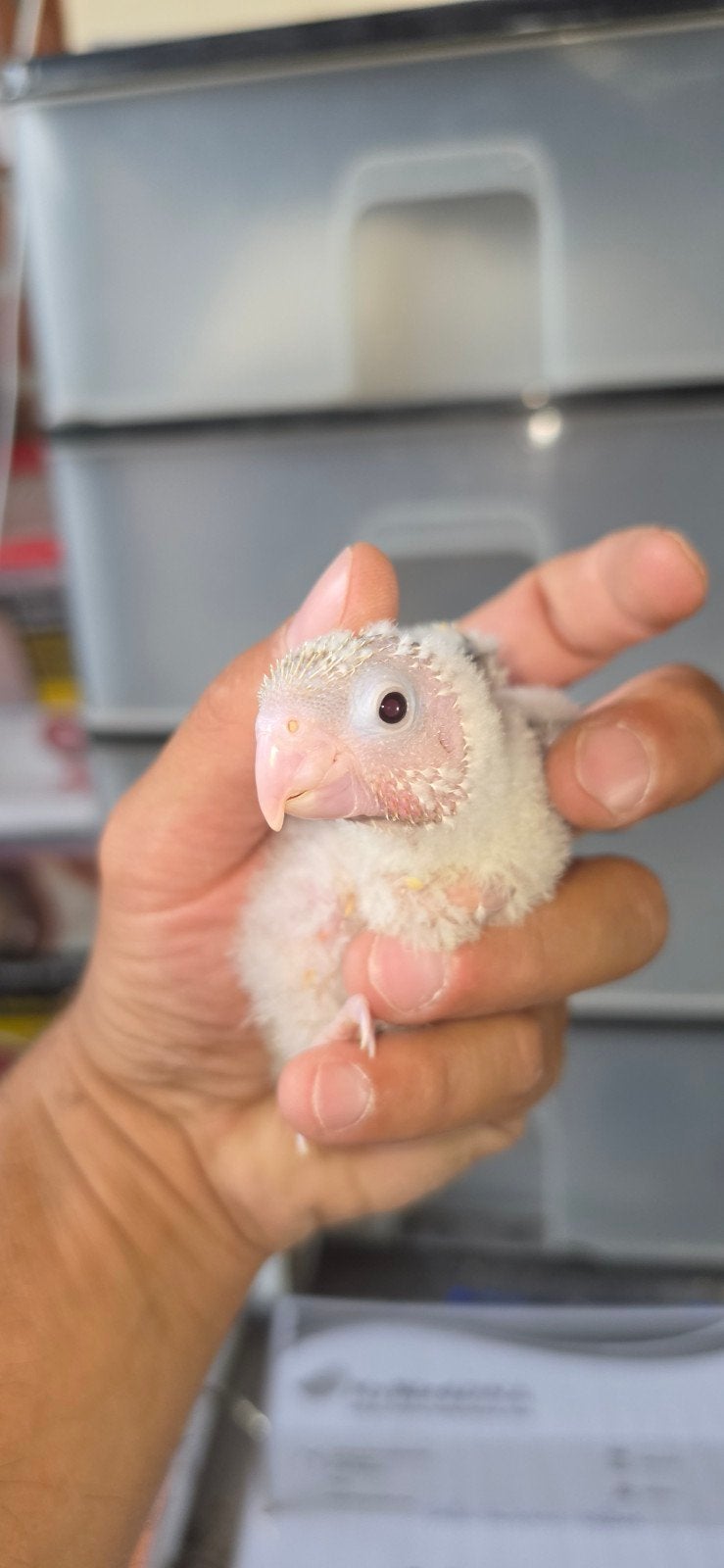 bébés pyrrhura molinae, Sexe inconnu, Perruche, Bagué