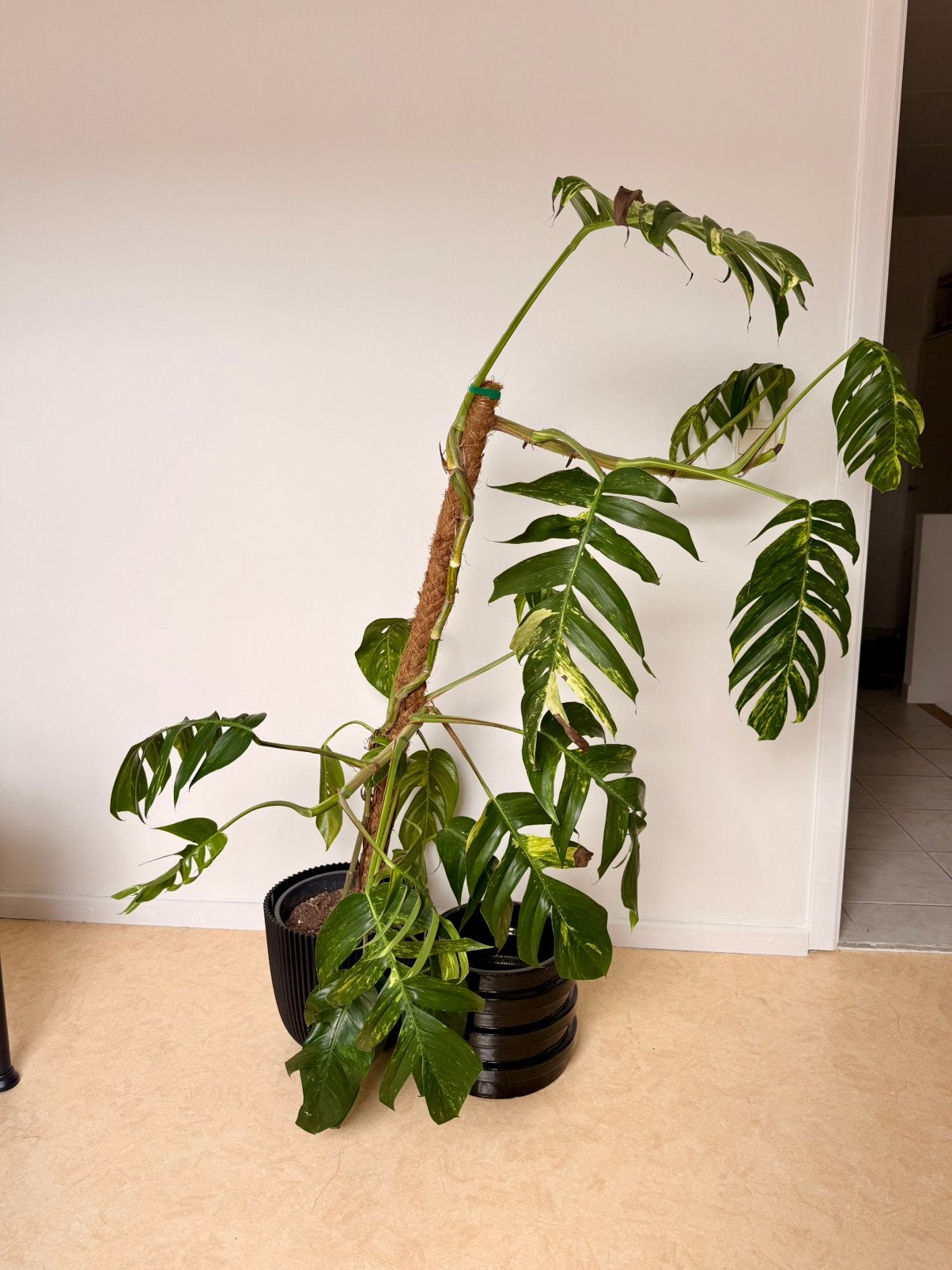 Grote epipremnum pinnatum cintho goldfinger, Huis en Inrichting, Kamerplanten, Ophalen, 100 tot 150 cm, Overige soorten, Halfschaduw