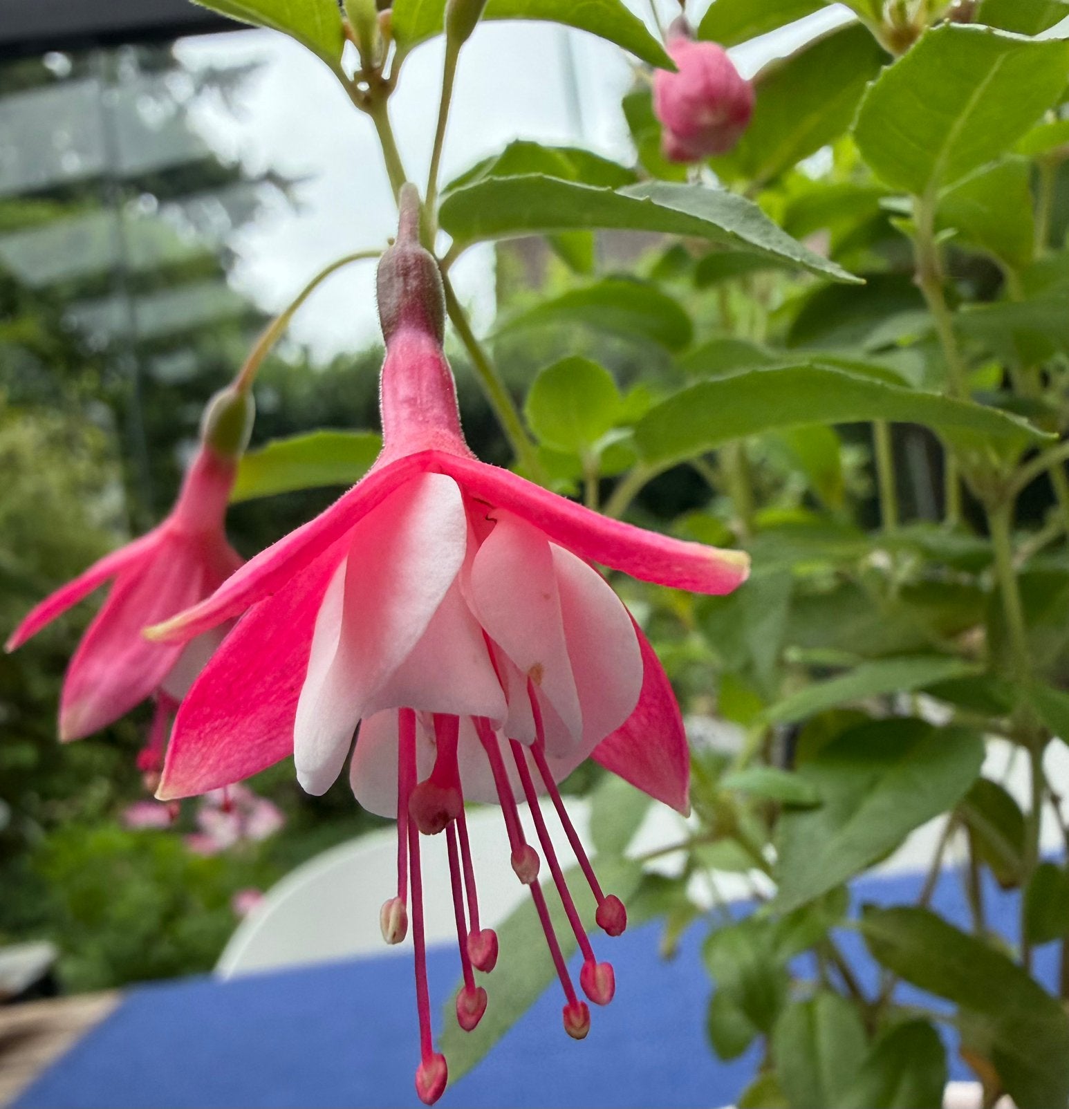 Fuchsia ‘Lady Thump’, Tuin en Terras, Ophalen