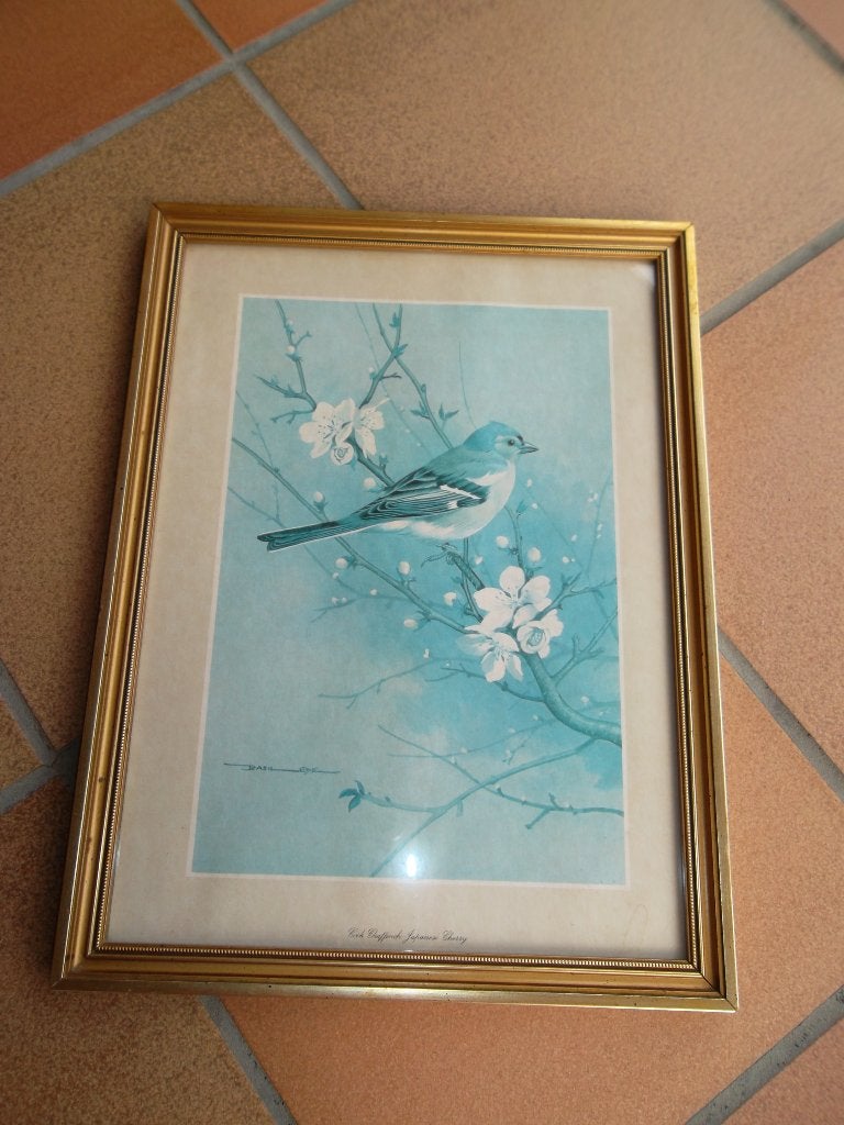 Kader met prent van vink, Enlèvement ou Envoi, Utilisé, Photo ou Poster