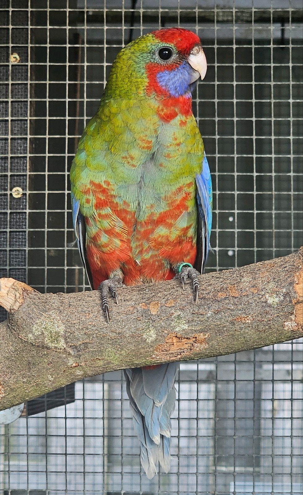 6 locataires peuvent déménager dans les 14 jours., Plusieurs animaux, Perruche, Bagué