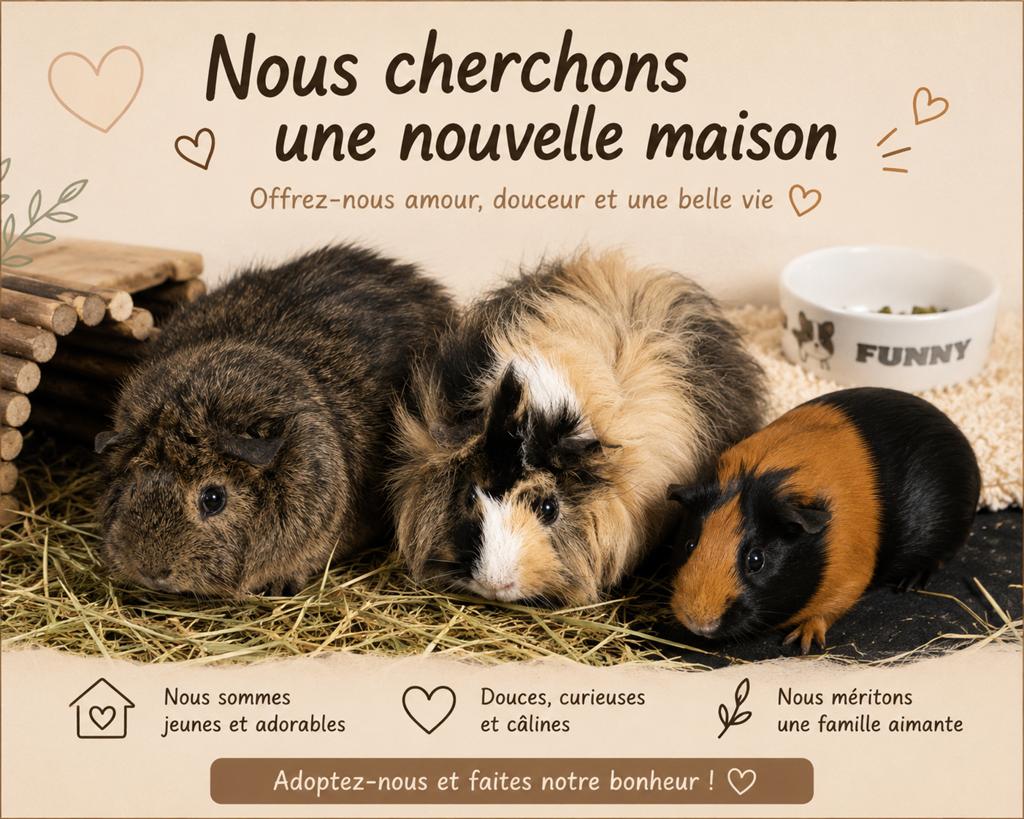 Cochon d’inde, Animaux & Accessoires, Enlèvement