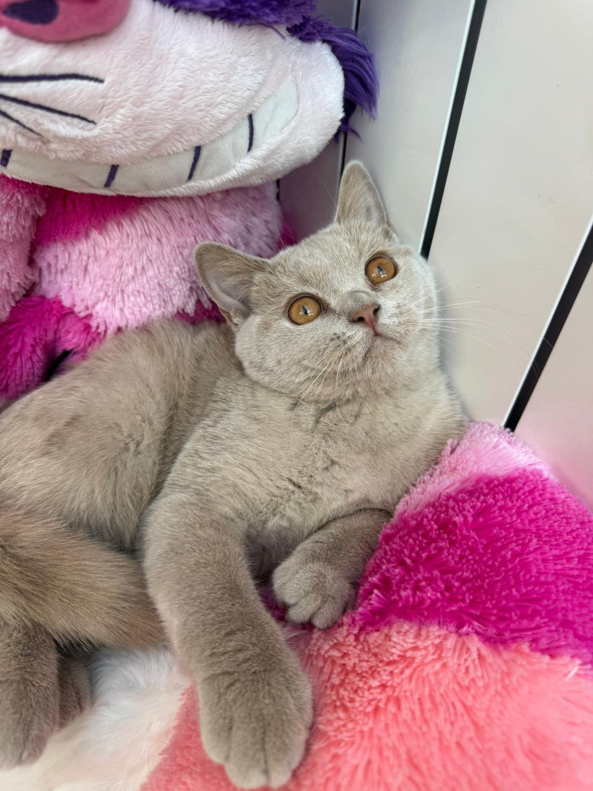 British shorthair, Animaux & Accessoires, Plusieurs animaux, Avec pedigree, 0 à 2 ans