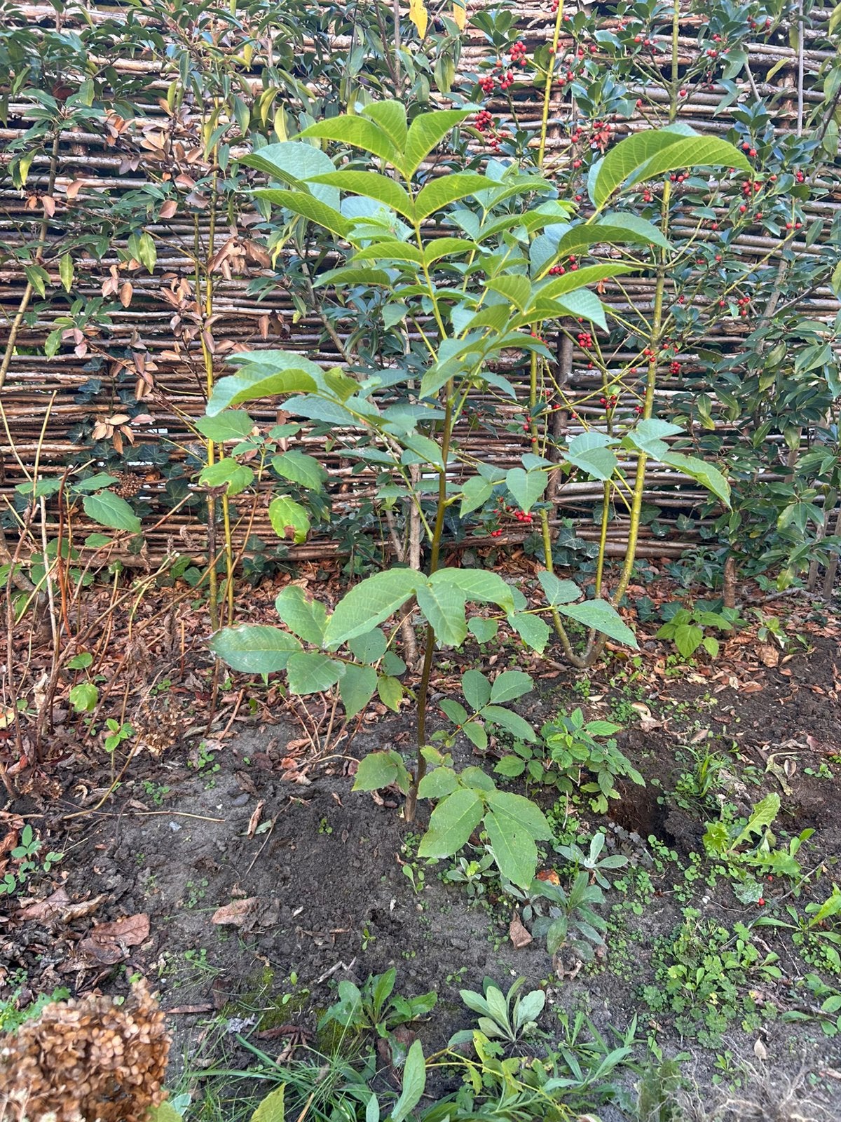 Jonge Notenboom, Tuin en Terras, Ophalen