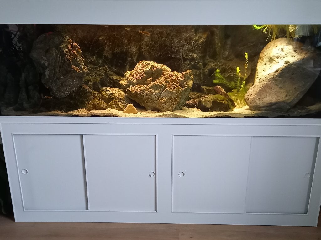 Showaquarium 2m, Dieren en Toebehoren, Ophalen, Inclusief deksel, Overige merken, Gevuld zoetwateraquarium