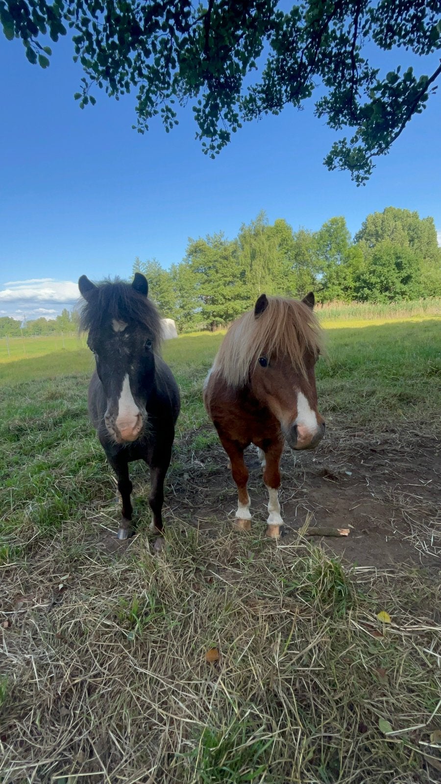 Super lieve miniatuur pony’s te koop, Animaux & Accessoires, Poneys, Hongre