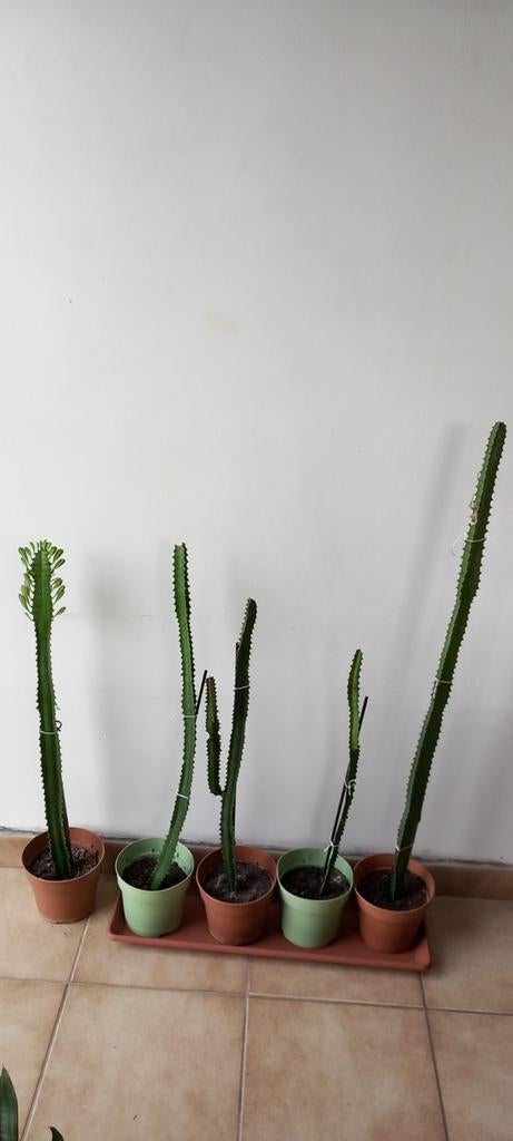 5 planten tussen de 60 cm en 96 cm - 4 kopen + 1 gratis, Huis en Inrichting, Kamerplanten, Minder dan 100 cm, Groene kamerplant
