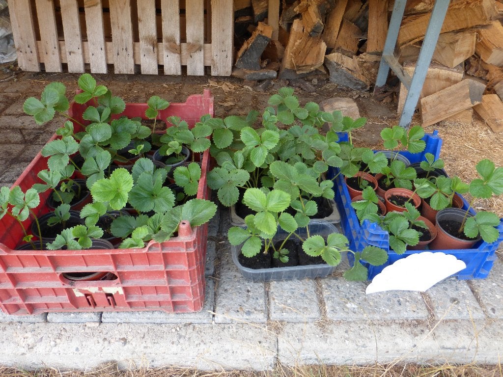 DARSELECT-AARDBEIPLANTEN, Ophalen, Nieuw