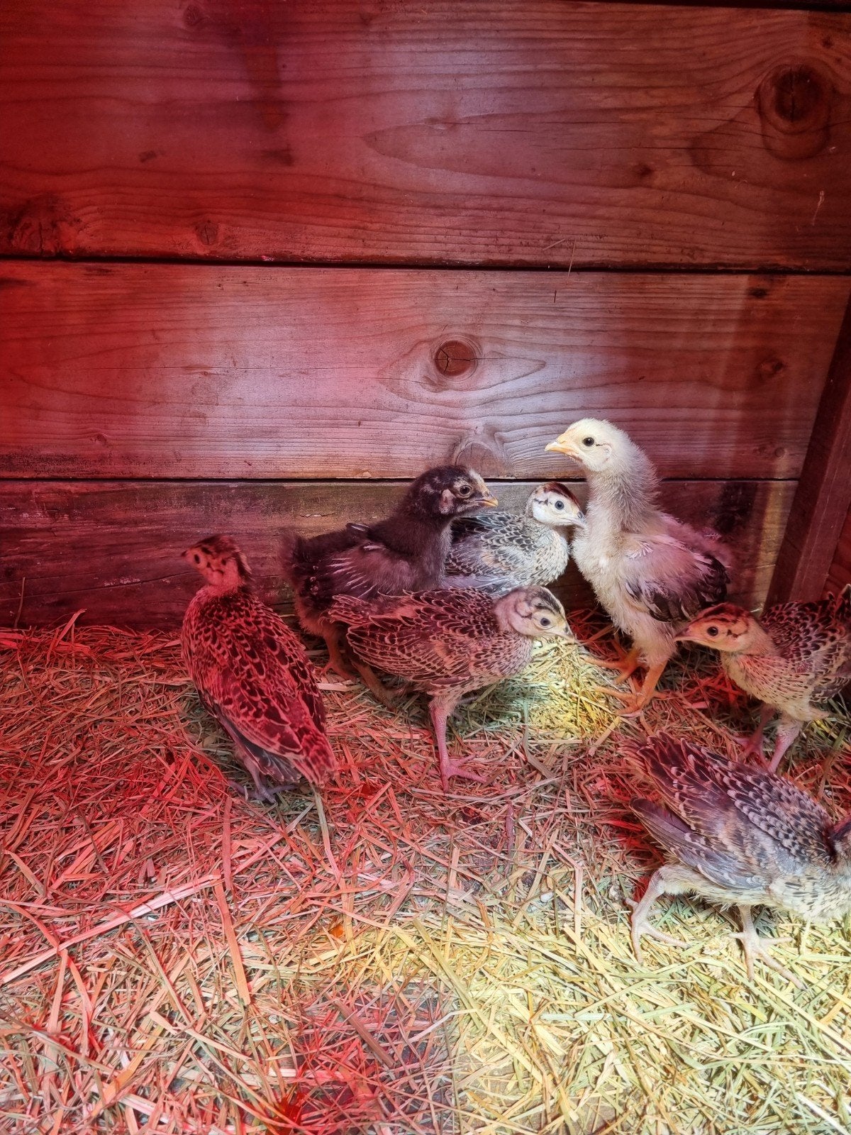 fazant kuikens, Dieren en Toebehoren, Pluimvee