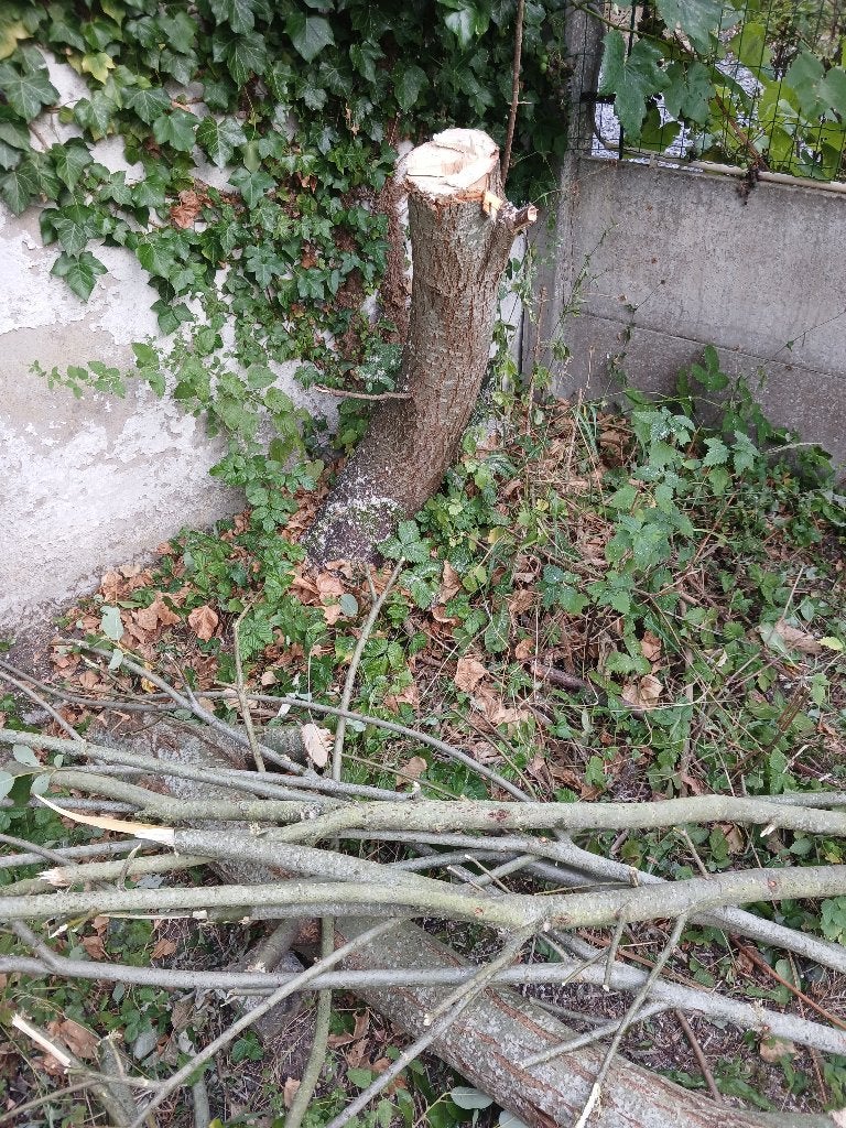 Bois à donner du côté de Mons, Jardin & Terrasse, Bois de chauffage, Moins de 3 m³, Enlèvement, Autres essences de bois, Branches