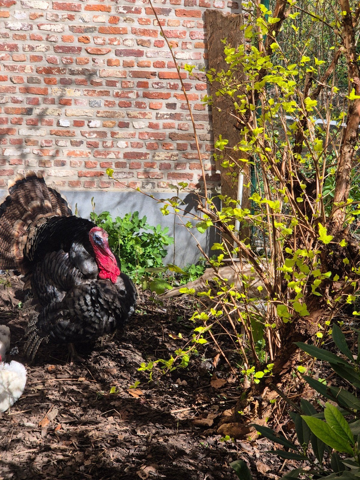 Broedeieren ronquiere kalkoen te koop, Dieren en Toebehoren, Kalkoen