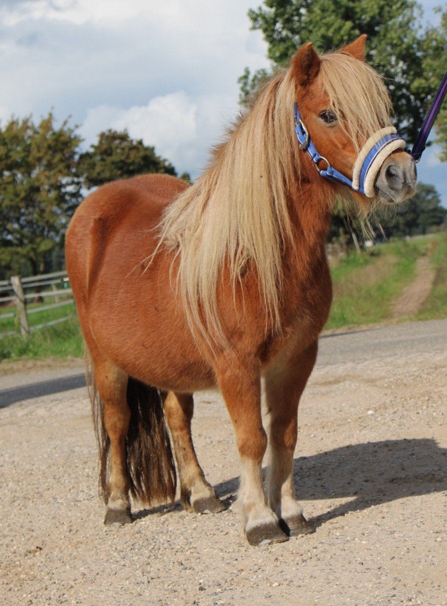 te koop verschillende shetlanders Leuke kinderpony's