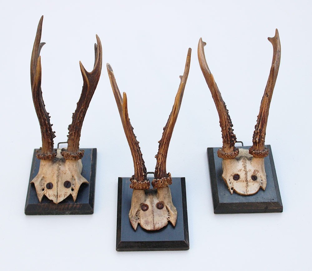 3 x antiek REE GEWEI op zwart houten schild - 1885-1887, Verzamelen, Ophalen of Verzenden, Gebruikt, Hert, Gewei of Kop