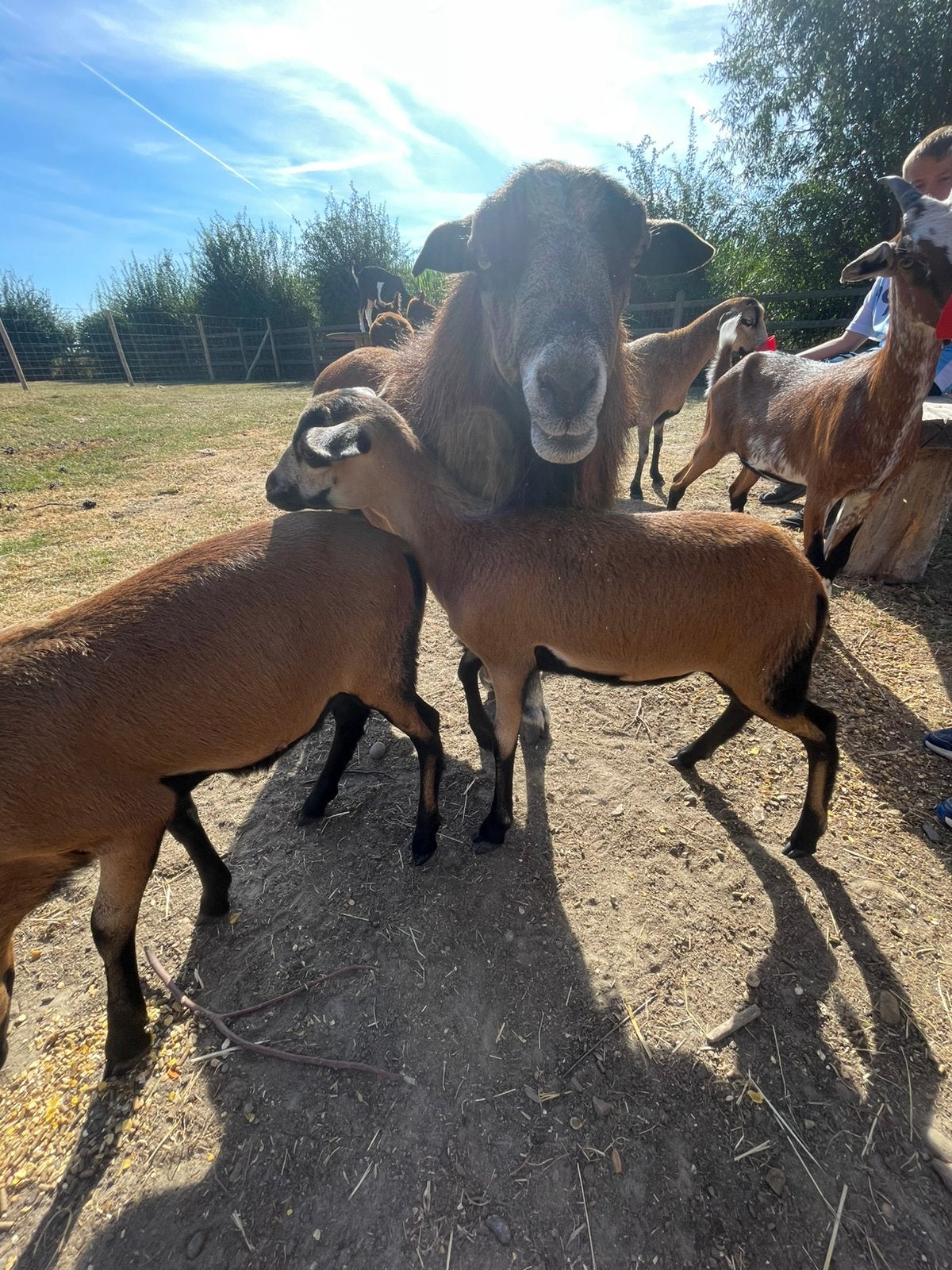 Kameroen lammetjes te koop, Dieren en Toebehoren, Meerdere dieren, Schaap, 0 tot 2 jaar