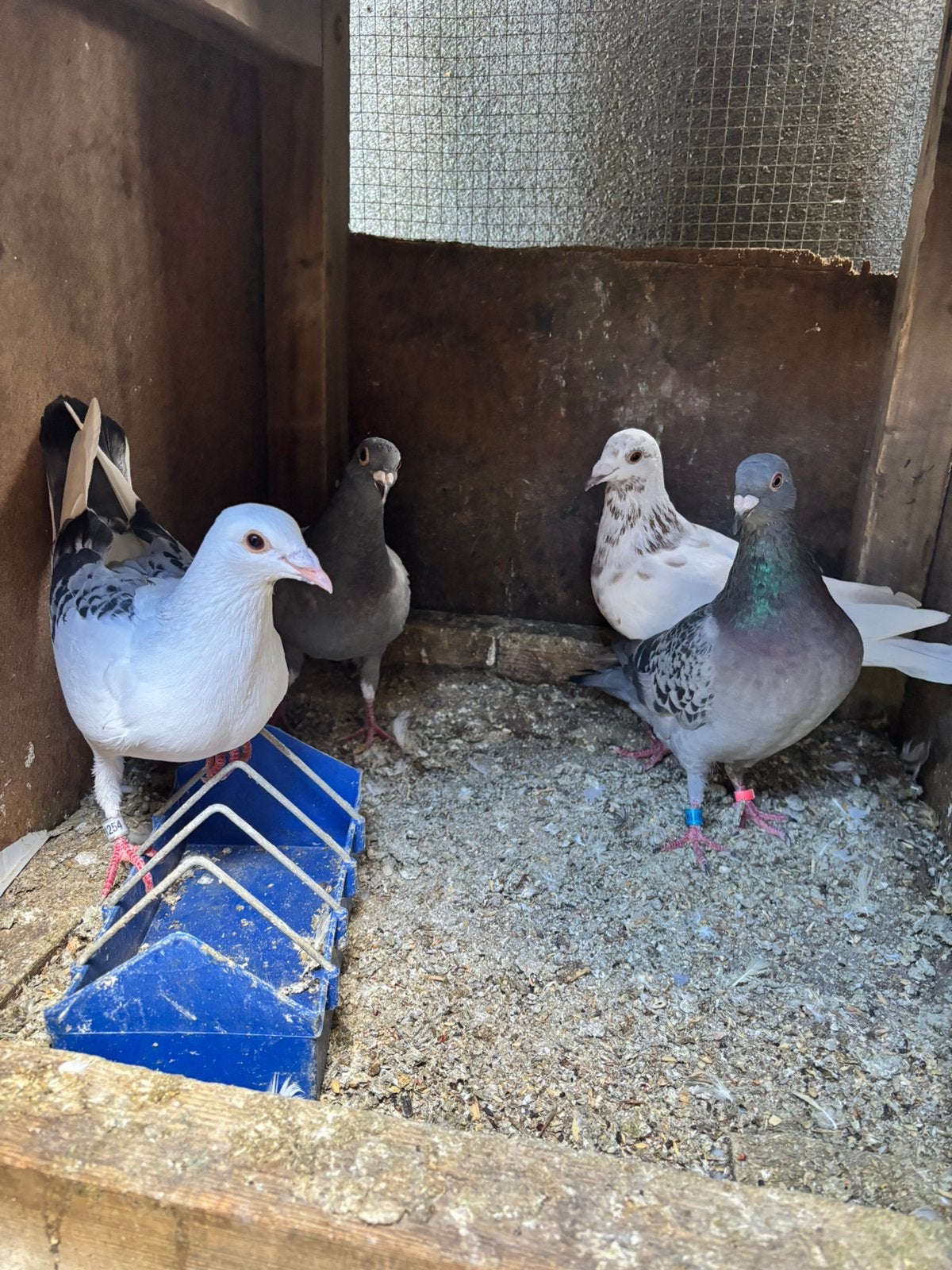 Postduiven te koop, Dieren en Toebehoren