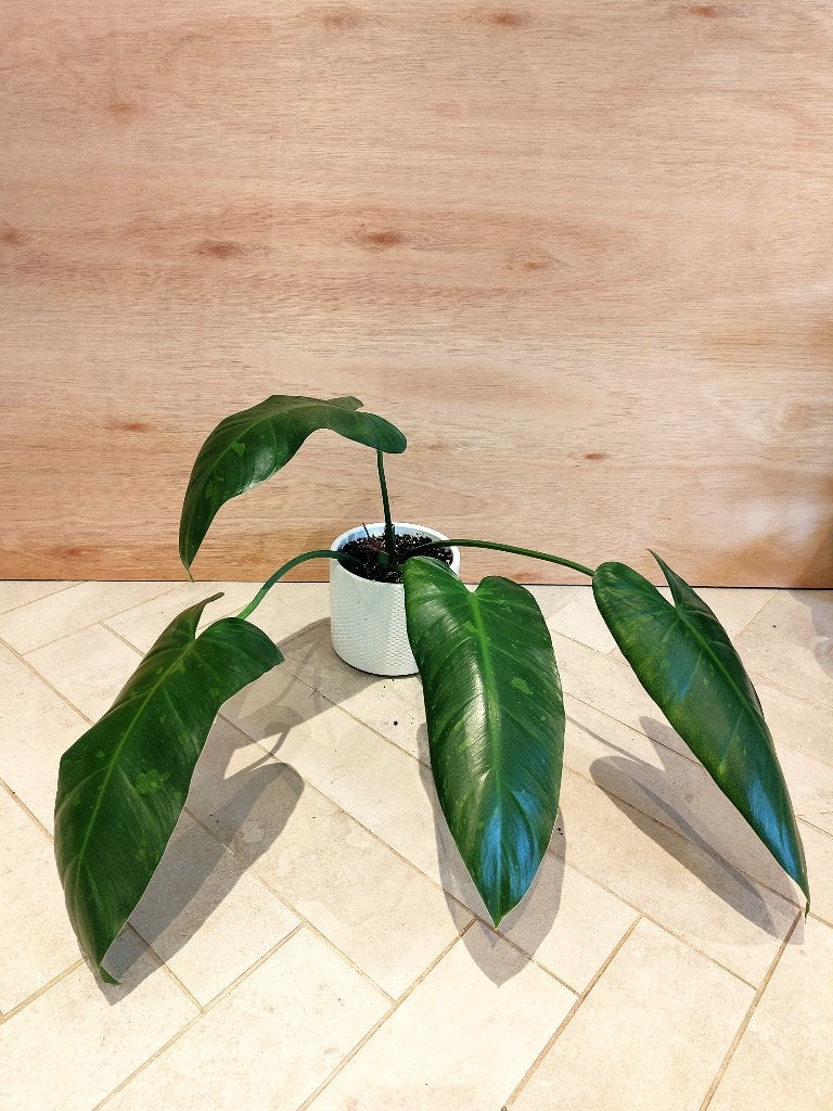 Philodendron Jose Buono, Huis en Inrichting, Kamerplanten, Ophalen, In pot, Halfschaduw