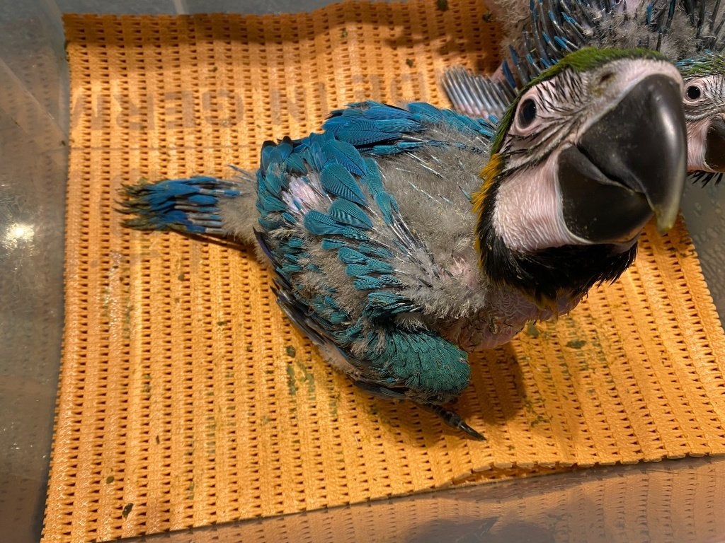 ️️❤️❤️️️️ Bébé ara ararauna apprivoisé, Sexe inconnu, Perroquet, Parleur