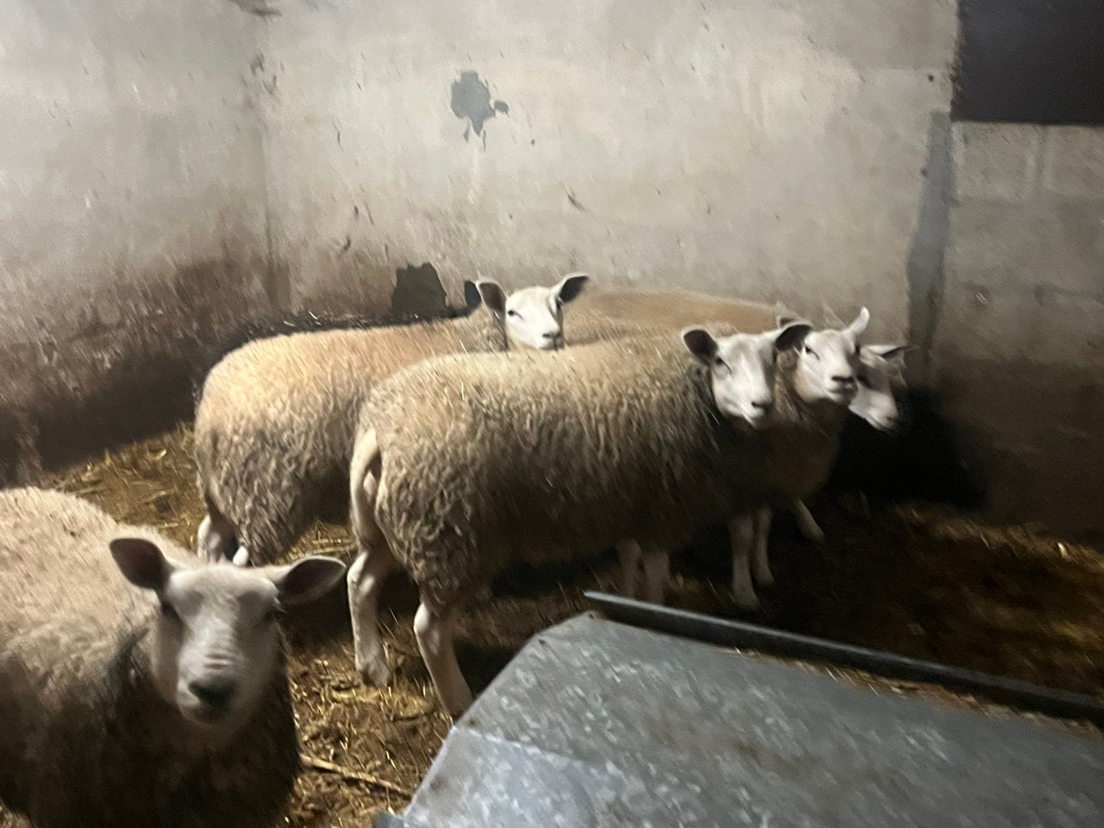 Ooien, Dieren en Toebehoren