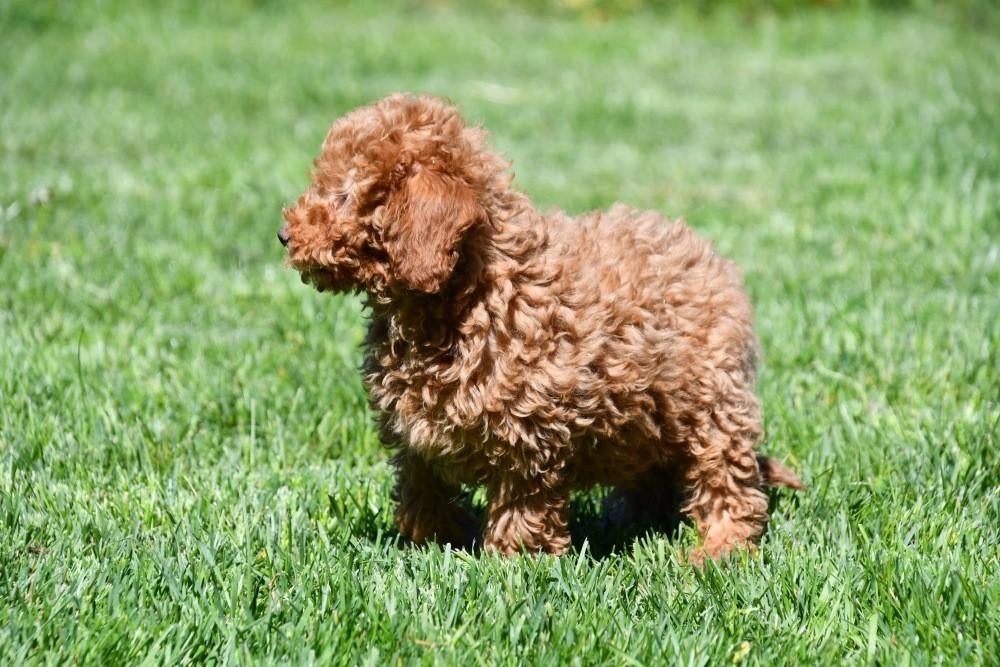 Dwergpoedel pups te koop, Dieren en Toebehoren, Poedel, 15 weken tot 1 jaar, Buitenland, Parvo