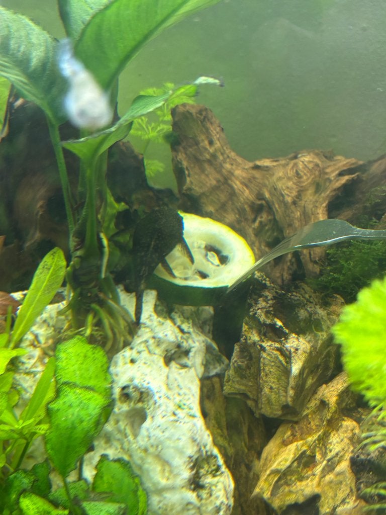 Borstelneus pleco’s , aquariumplanten en helena slakken, Dieren en Toebehoren, Vissen | Aquariumvissen, Slak of Weekdier, Zoetwatervis
