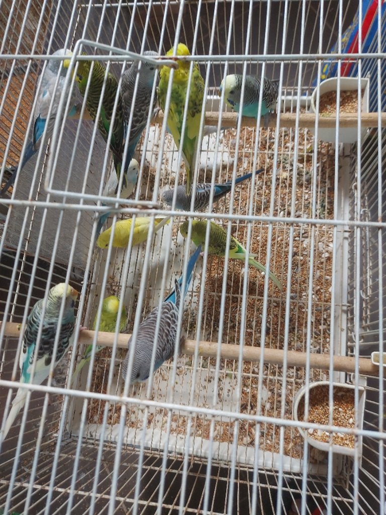 Jonge grasparkieten,zebravinken ,kppl ficherie, Geslacht onbekend, Parkiet
