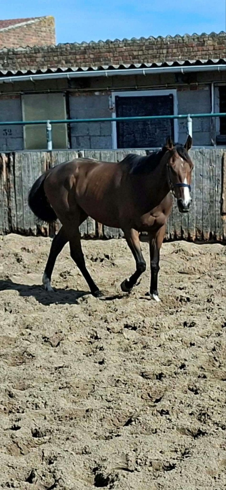 volbloed 4jaar zeer braaf in omgang en rijden 4jaar, Dieren en Toebehoren, Minder dan 160 cm, Ruin, 3 tot 6 jaar, Recreatiepaard
