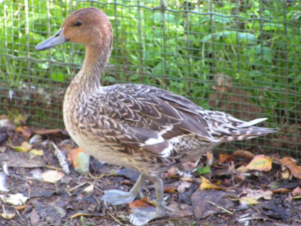 Pilet d'Europe, femelle, Animaux & Accessoires, Femelle, Canard