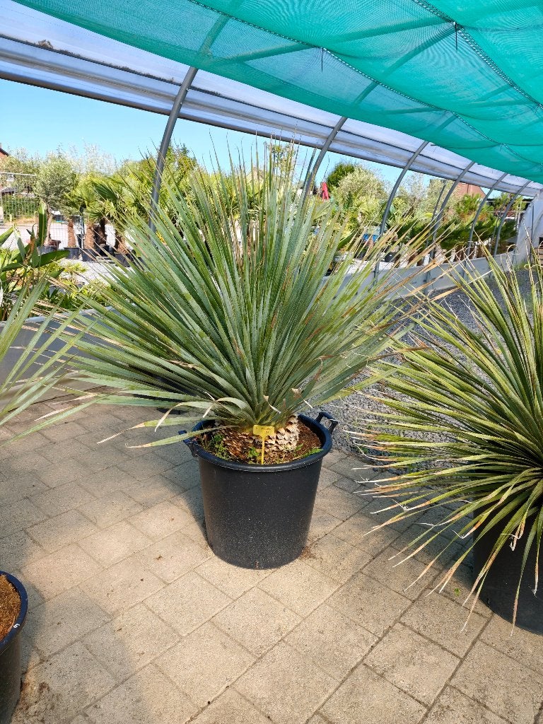 Dasilirion wheelerii palm, Ophalen