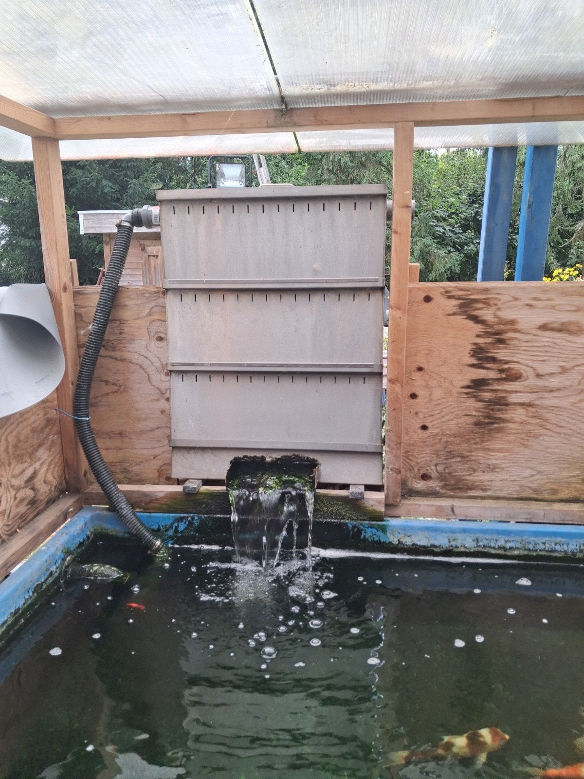 quarantaine bak koi hobby, Ophalen
