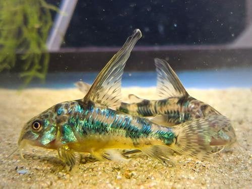 Corydoras Paleatus Longfin, Vis, Zoetwatervis