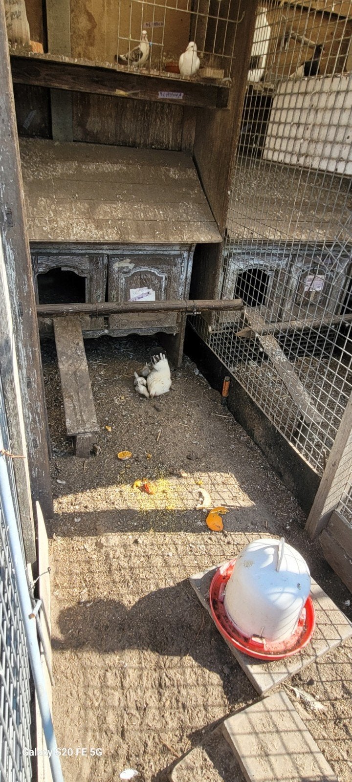 Chabo hen met kuikens