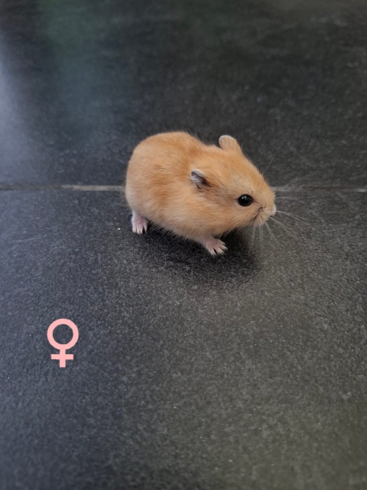 Jeunes hamsters nains russes, Animaux & Accessoires, Hamster, Domestique, Plusieurs animaux, Mai