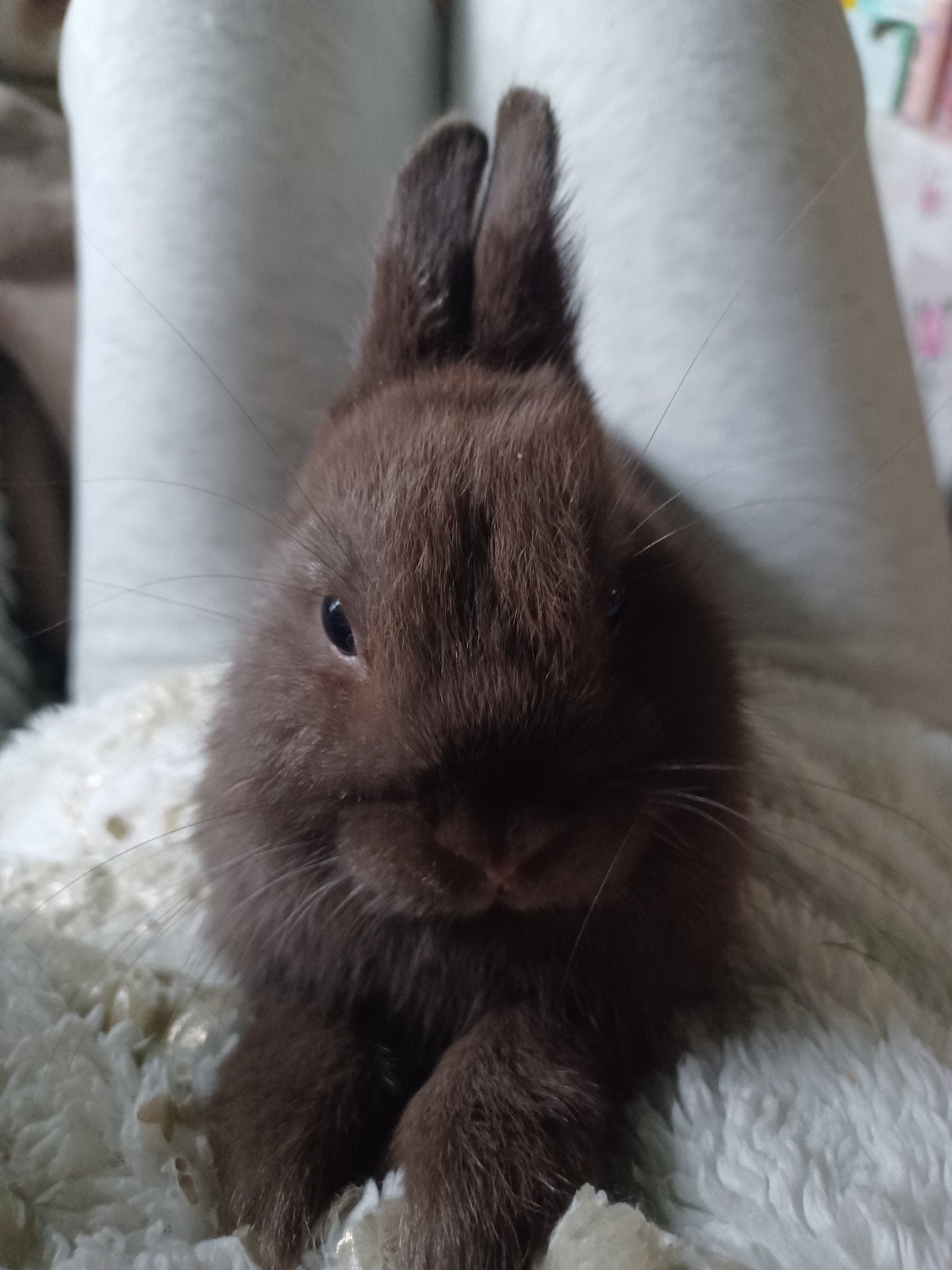 Konijnen  te koop, Dieren en Toebehoren