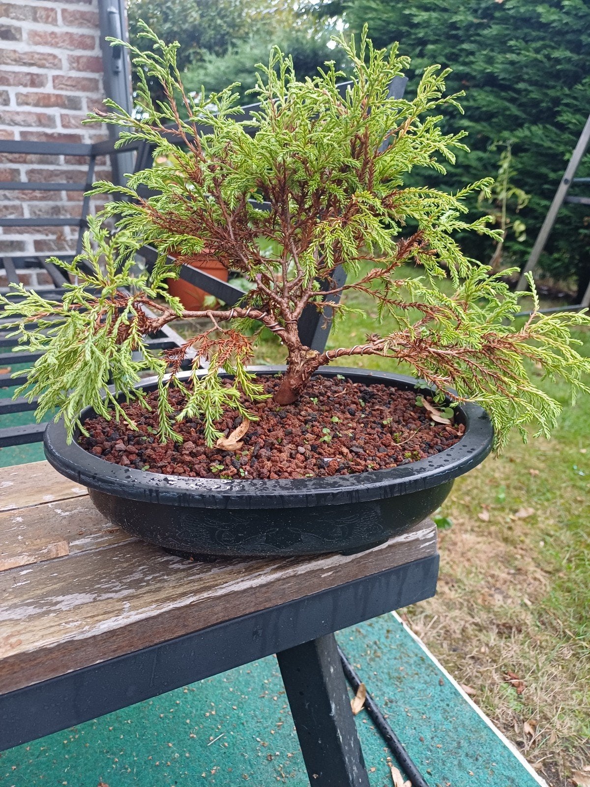 1 pre bonsai thuja golden tuffet, Tuin en Terras, Ophalen