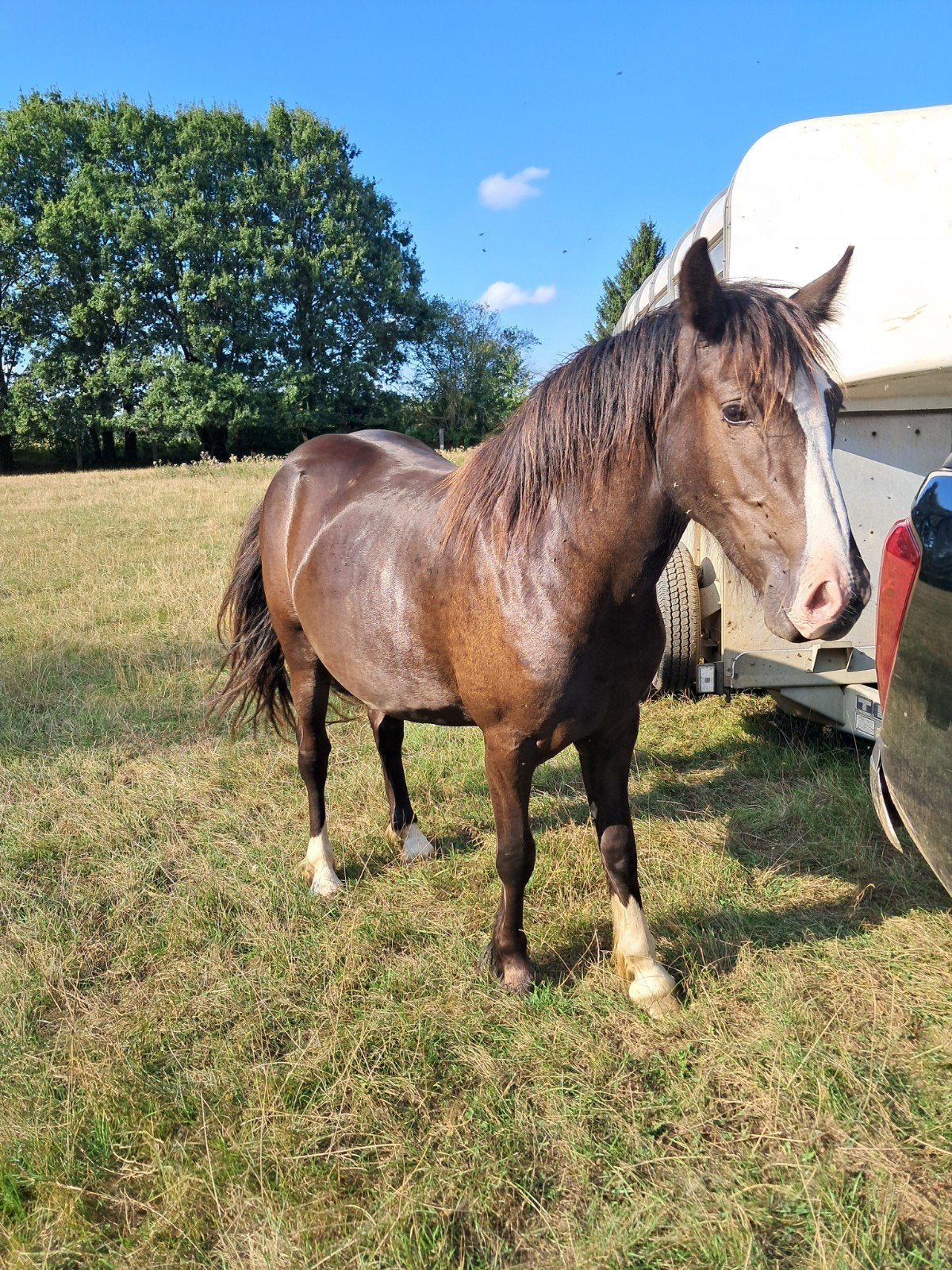 knappe merrie, Dieren en Toebehoren, Pony's, Merrie